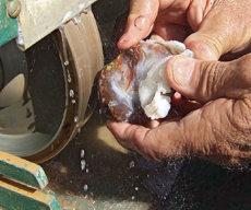 cutting-fire-agate-pg10